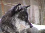 Nira, now the Pack's beta male, taken 2/23/2003 (c) Marty Huth